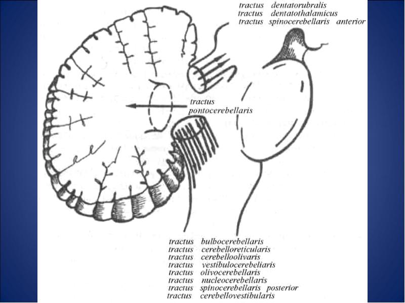 Пути мозжечка схема проводящие