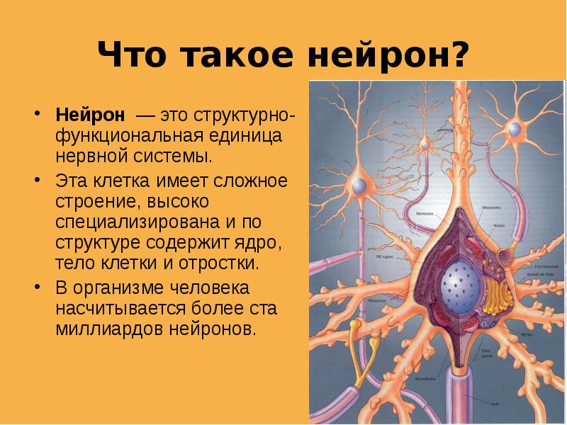 Искусственный нейрон презентация - 81 фото