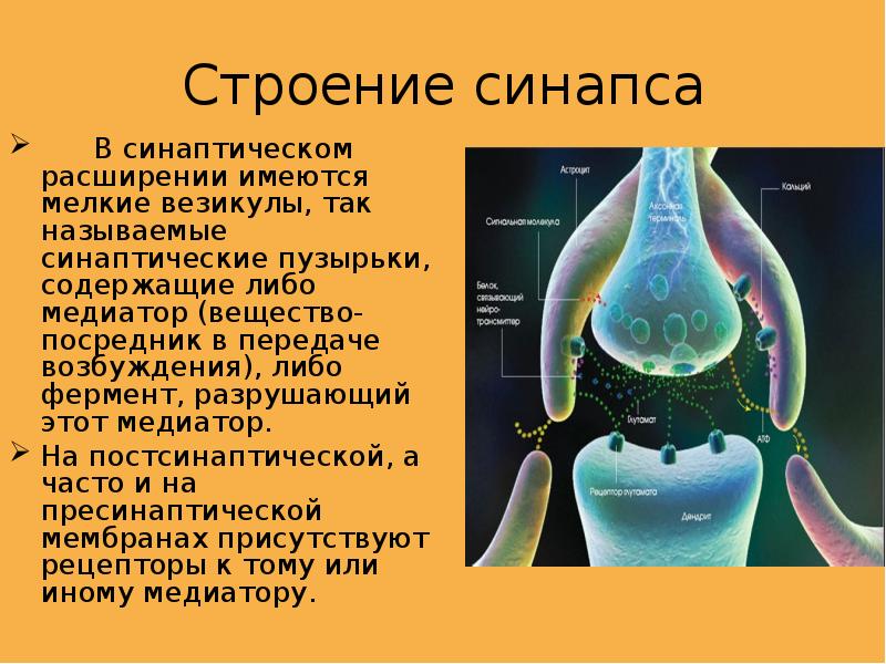 Синапс нижний новгород. Строение синапса. Синапс это в анатомии. Синаптические пузырьки. Синапс это в анатомии кратко.