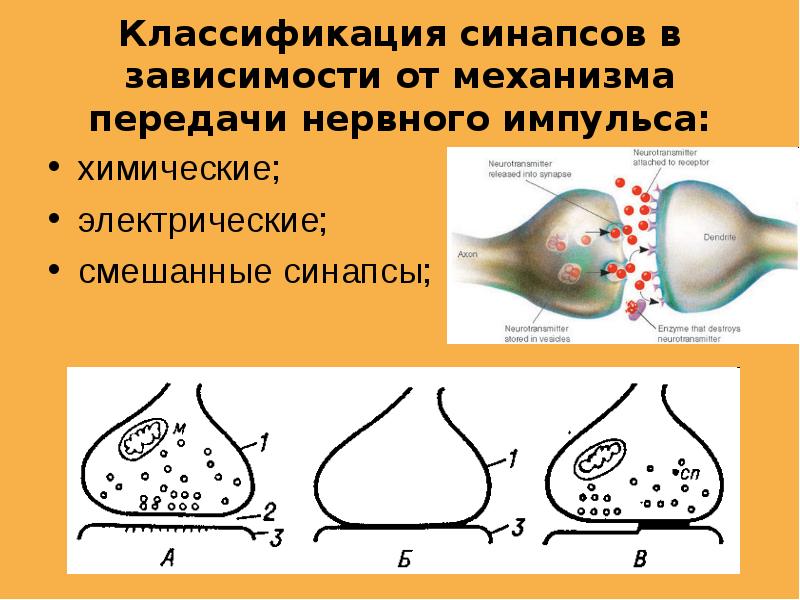 Передача импульса в синапсе. Передача нервного импульса в синапсе. Передача импульса через синапс. Нейрональный синапс схема передачи нервного импульса. Синапс схема проведения нервного импульса.