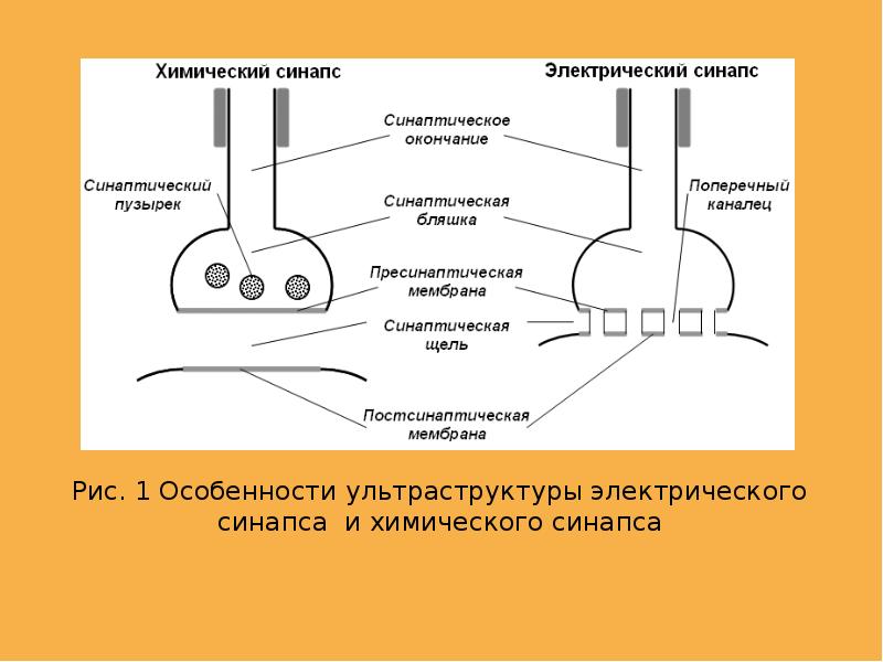 Схема электрического синапса