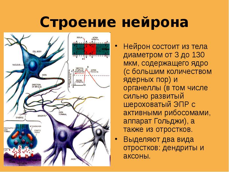 Особенности строения нервных клеток. Строение ядра нейрона. 8 Класс биология нервная ткань строение и функции. Строение нейрона биология 8 класс. Нервная ткань строение и функции 8 класс.