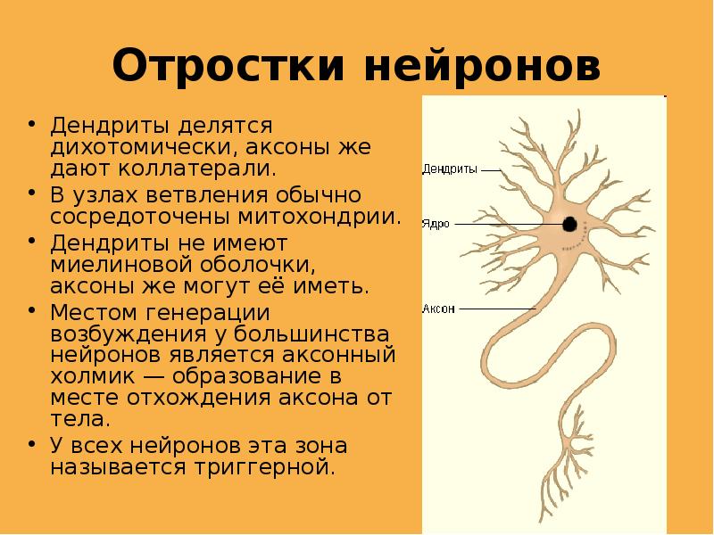 Рисунок аксон и дендрит