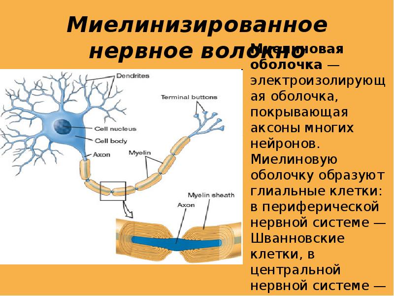 Картинка нервное волокно