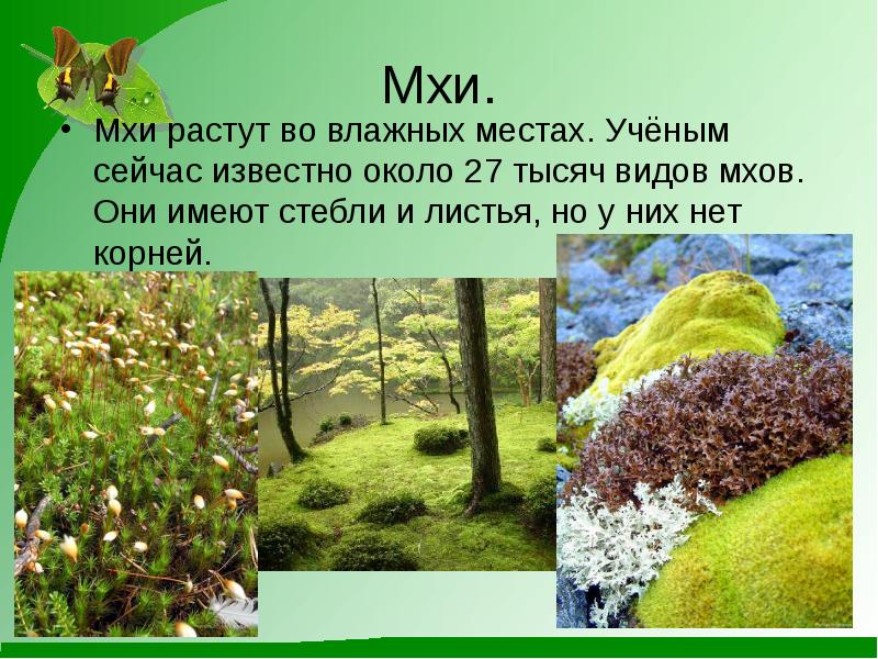 Мир растений презентация