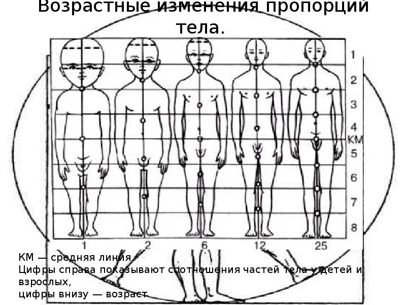 Изменить пропорции картинки