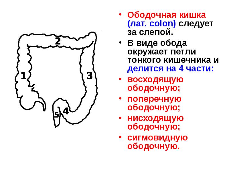 Ободочная кишка где находится рисунок у человека