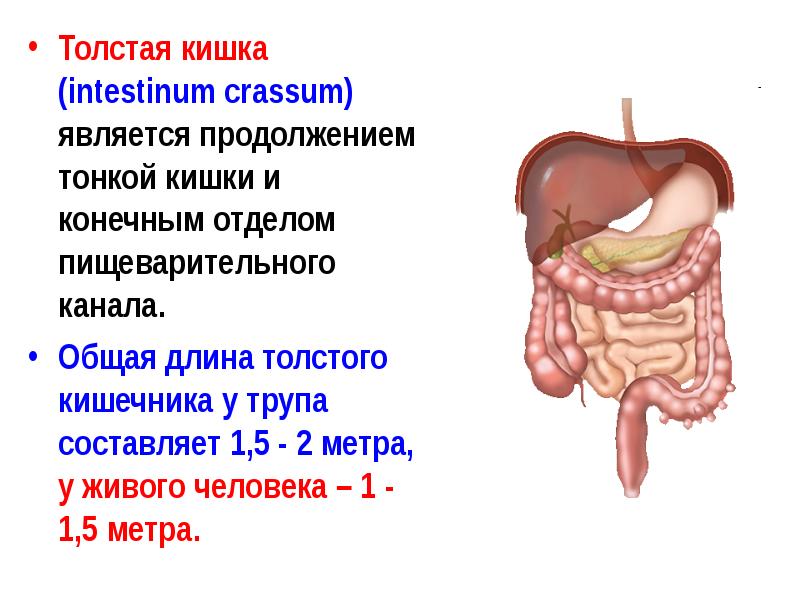 Моторная функция толстого кишечника