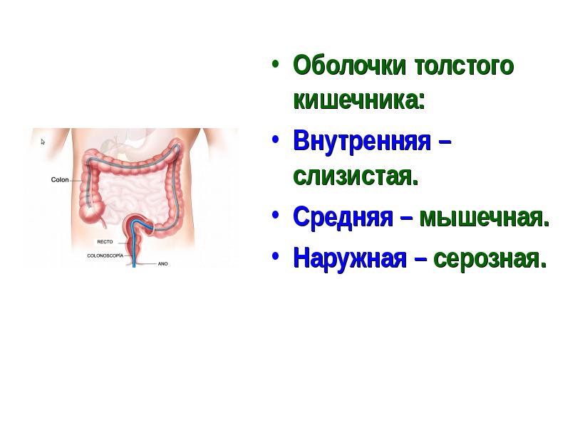 Оболочки толстого кишечника