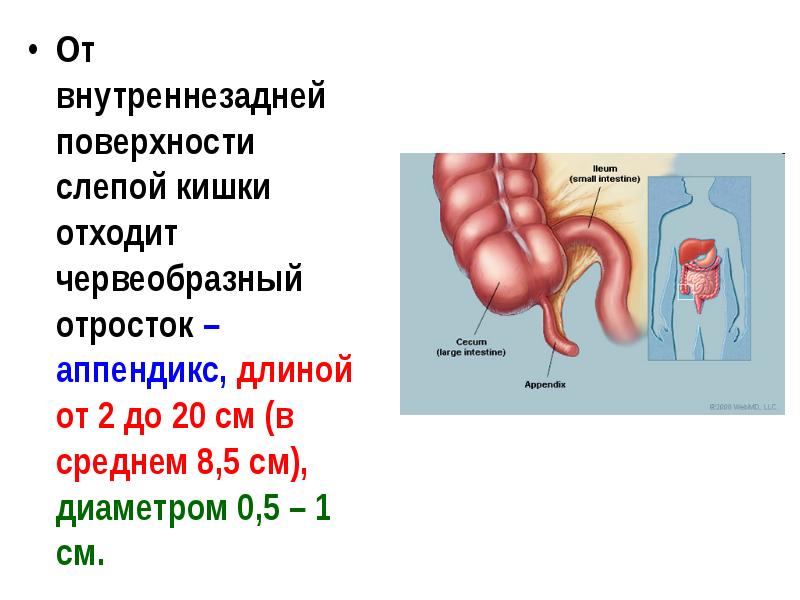 Признаки слепой кишки