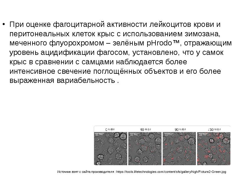 Схема оценки фагоцитирующих клеток крови иммунология