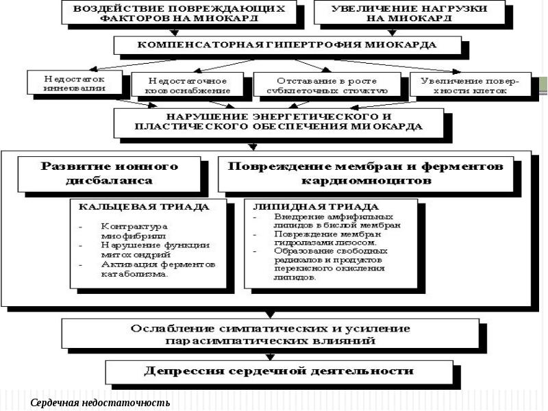 Презентация сердечная недостаточность патофизиология