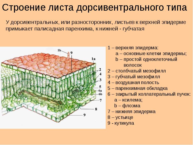 Анатомия листа