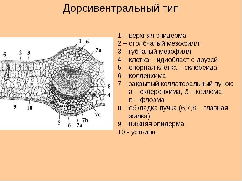 Схема анатомического строения листа