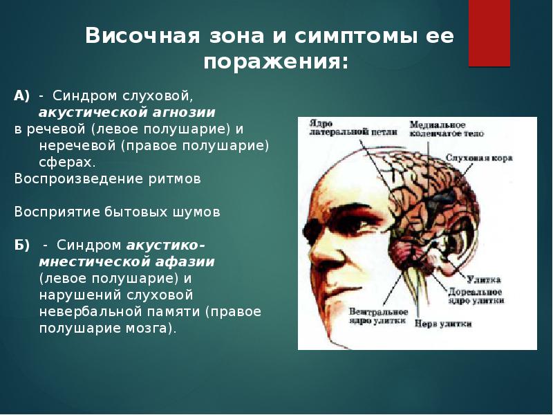 Высшие корковые функции презентация