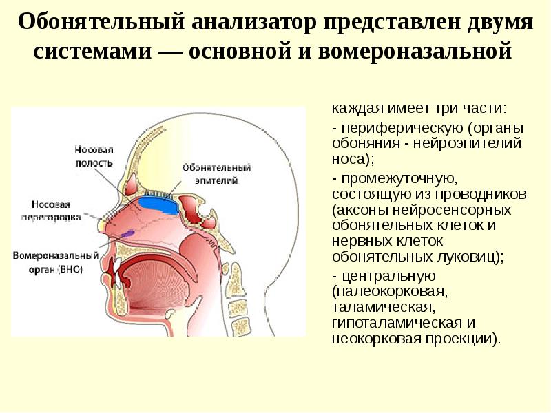 Обонятельный анализатор