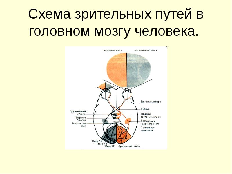 Физиология сенсорных систем презентация