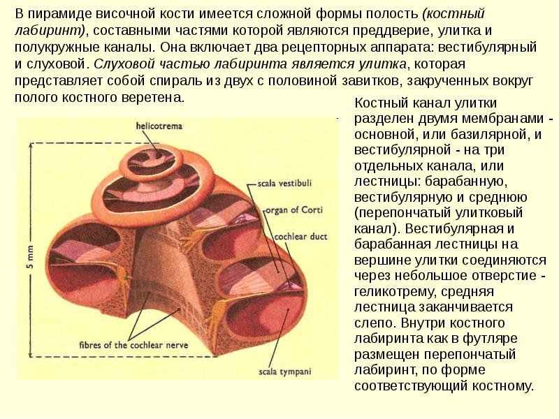 Пирамиды височной. Пирамида височной кости. Пирамидальное возвышение. Пирамидки височных костей.