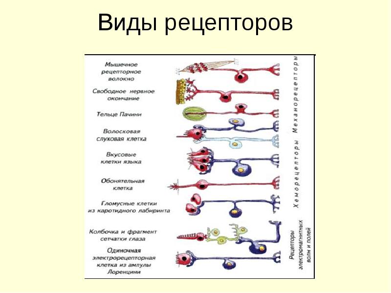 Физиология сенсорных систем картинки