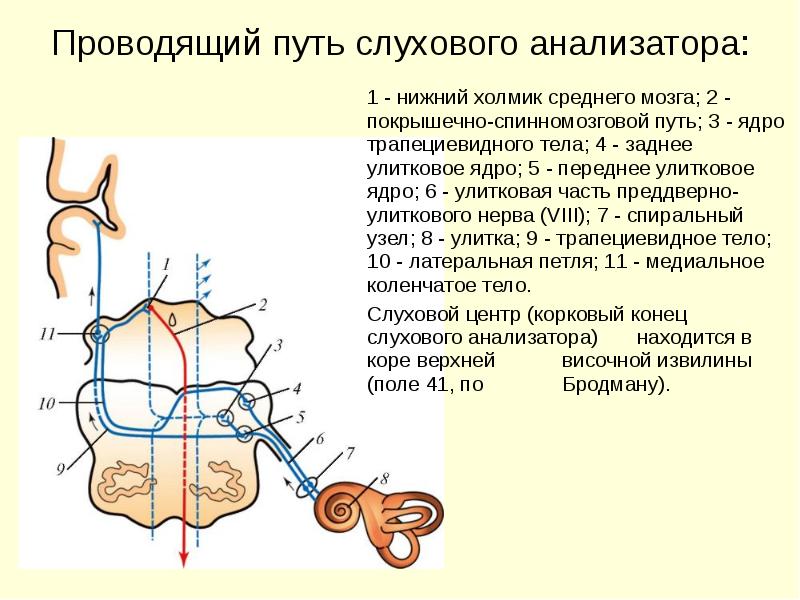 Проводящий путь слухового анализатора схема с подписями