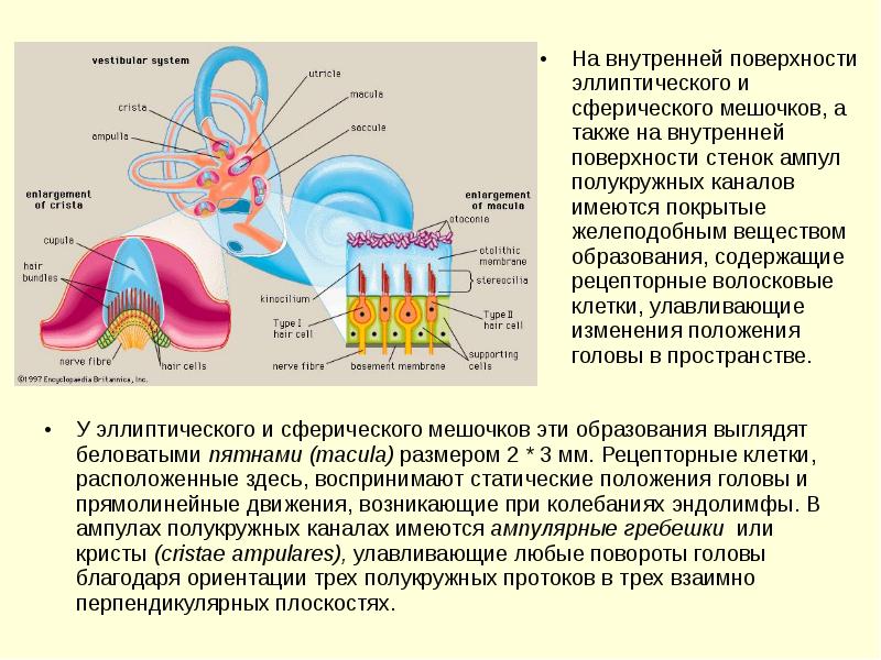 Физиология сенсорных систем презентация