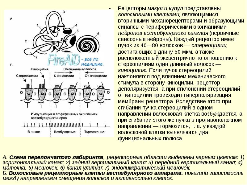 Физиология сенсорных систем презентация