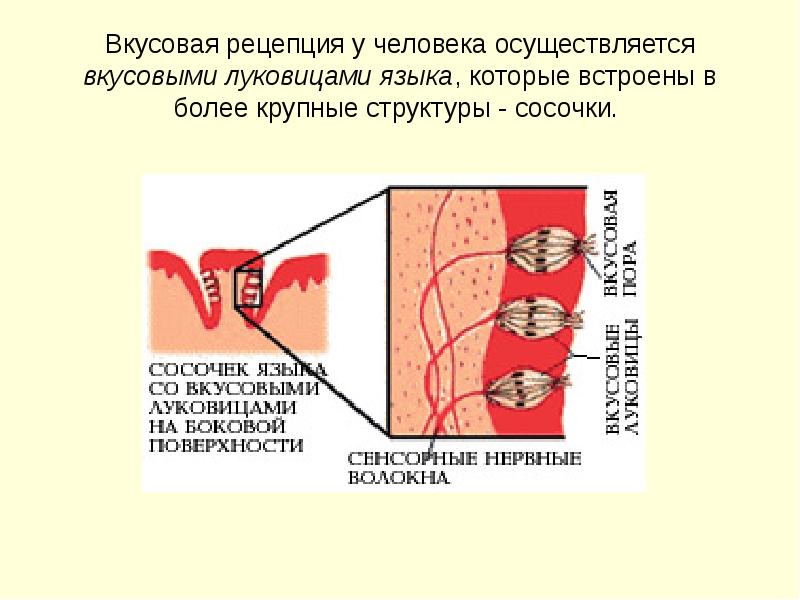 Вкусовая сенсорная система физиология презентация