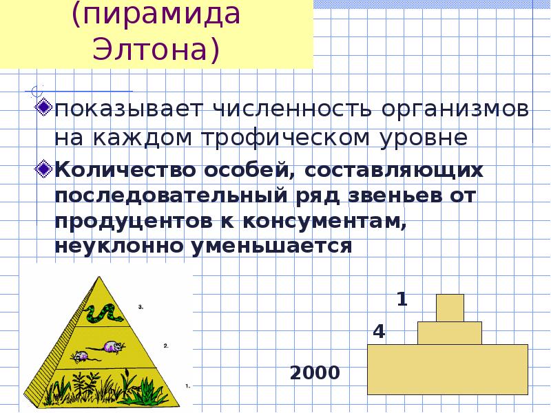 Пирамида чисел. Экологическая пирамида Элтона. Правило пирамиды чисел. Пирамида Элтона примеры. Элтон правило пирамиды.