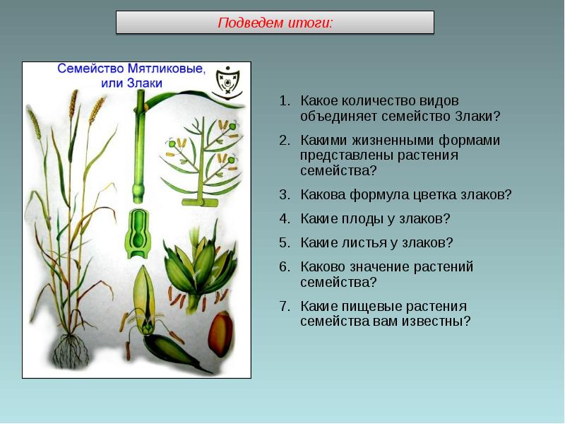 Диаграмма злаковых семейств