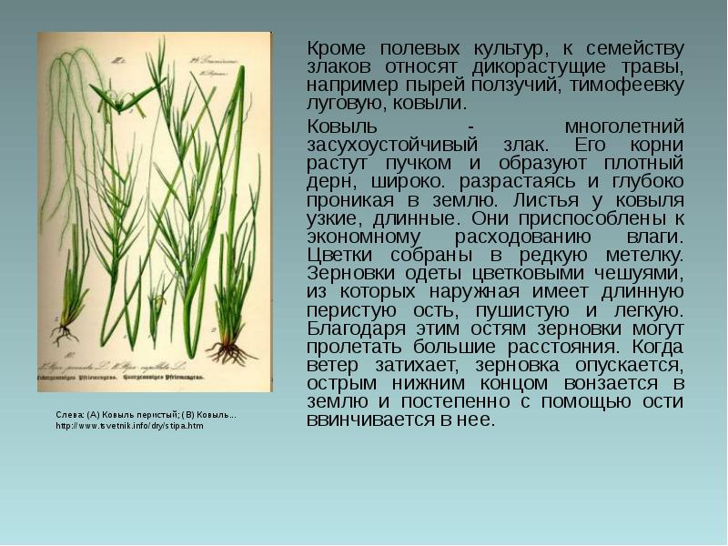 Какие признаки можно обнаружить используя приведенный рисунок у ковыля перистого