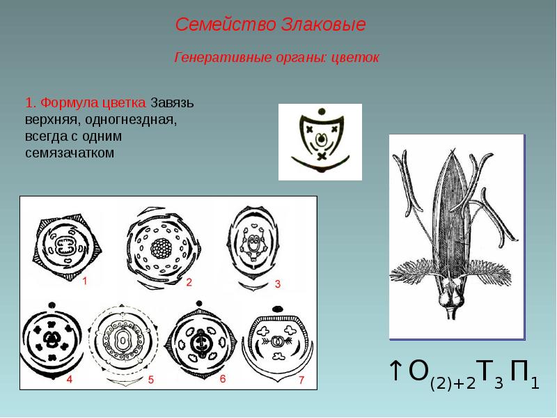 Злаки формула цветка и диаграмма