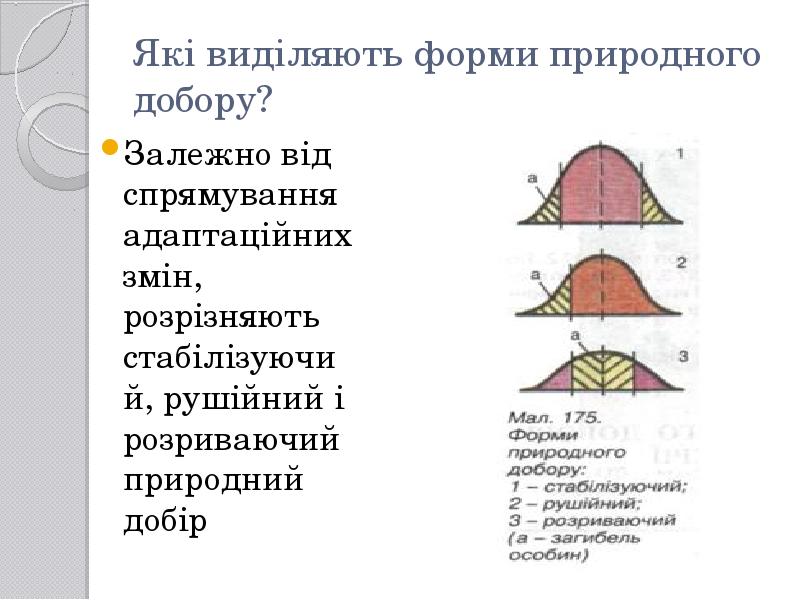Які виділяють форми природного добору?
Залежно від спрямування адаптаційних змін, розрізняють Які виділяють форми природного добору?
Залежно від спрямування адаптаційних змін, розрізняють