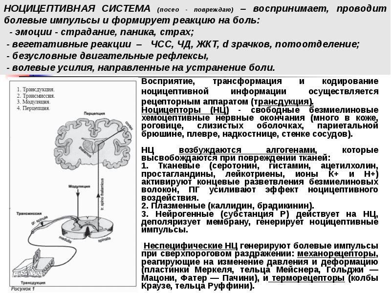 Болевой анализатор физиология презентация