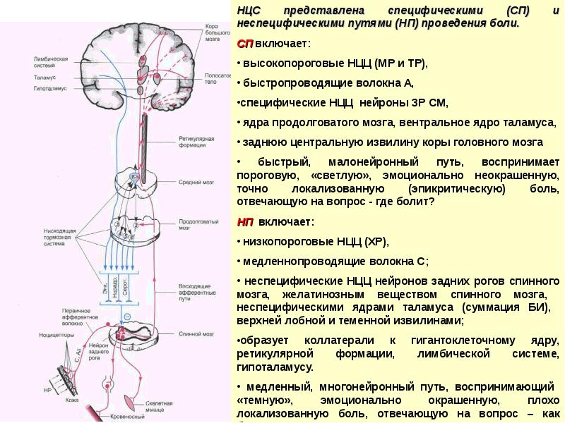 Схема структурной организации восприятия первичной локализованной боли