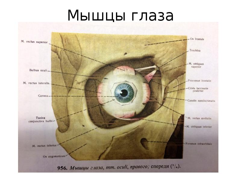 Косых мышц глазного яблока