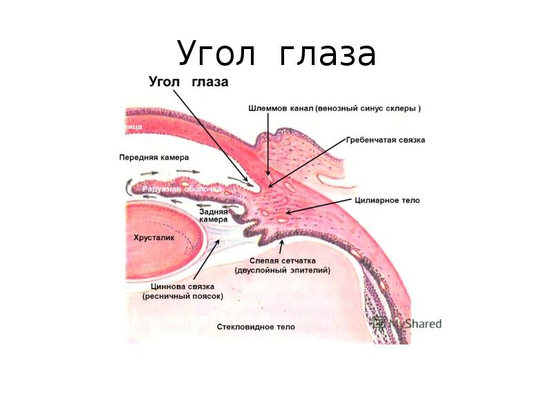 Угол глаза схема гистология