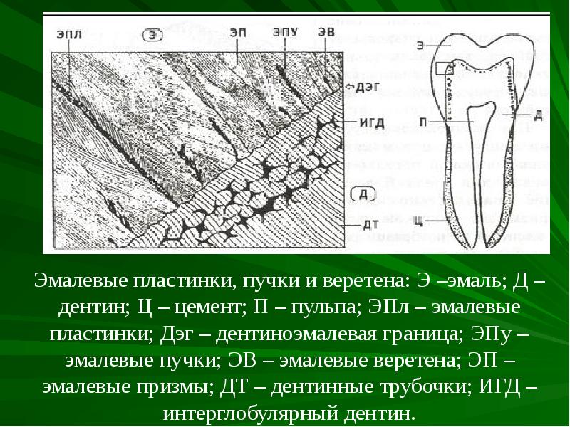 Химическое строение эмали. Дентин гистология. Строение цемента зуба гистология. Эмалевые пластинки пучки и веретена.