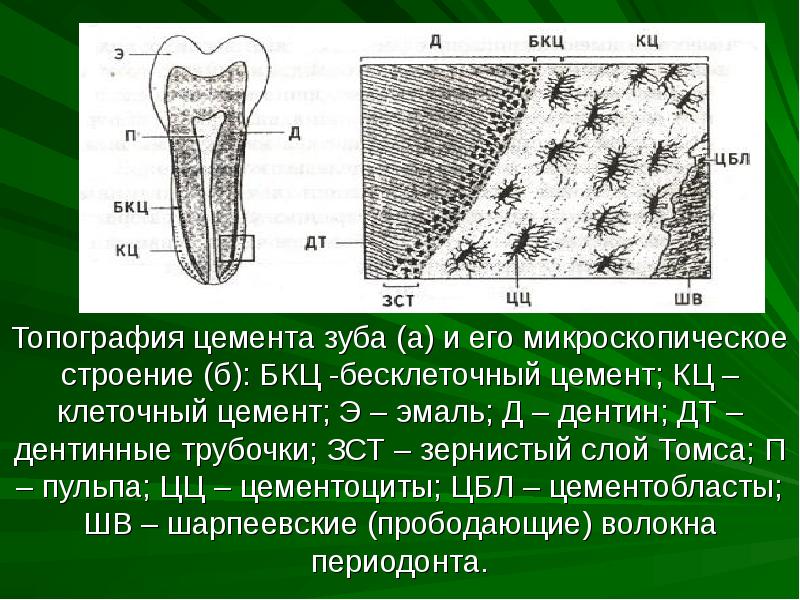 Зуб гистология рисунок