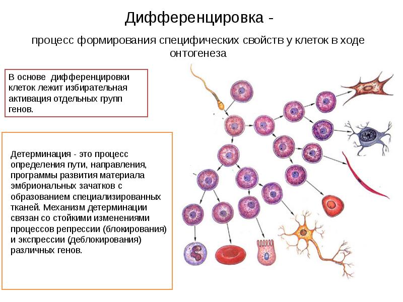 Клеточный механизм. Дифференцировка в эмбриогенезе. Дифференцировка клеток и тканей в ходе онтогенеза. Механизмы клеточной дифференцировки. Схема детерминации клеток.