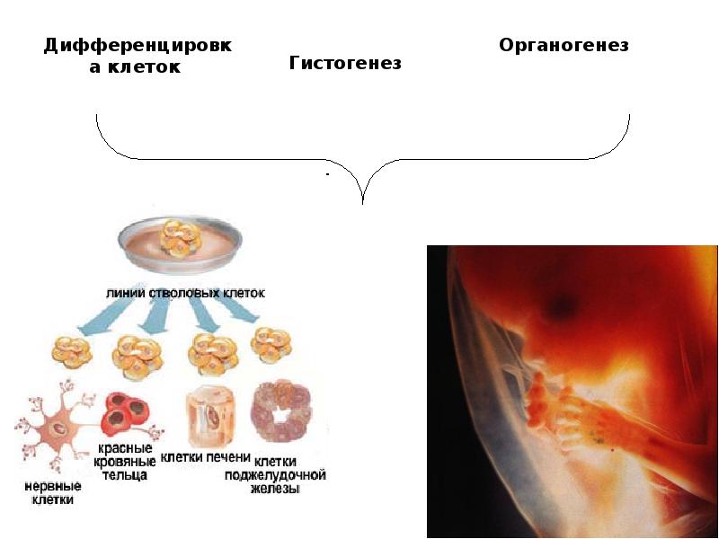 Клеточные процессы органогенеза. Дифференциация стволовых клеток. Дифференцировка в онтогенезе. Дифференцировка клеток в онтогенезе. Процесс дифференцировки.