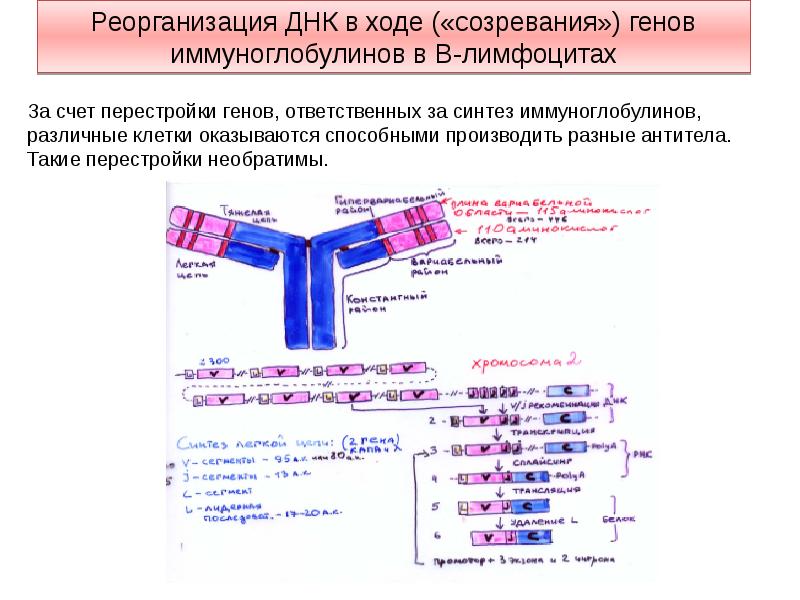 Перестройка генома в онтогенезе презентация 10 класс