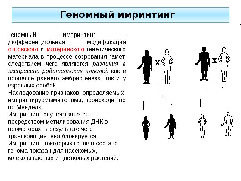 Болезни импринтинга