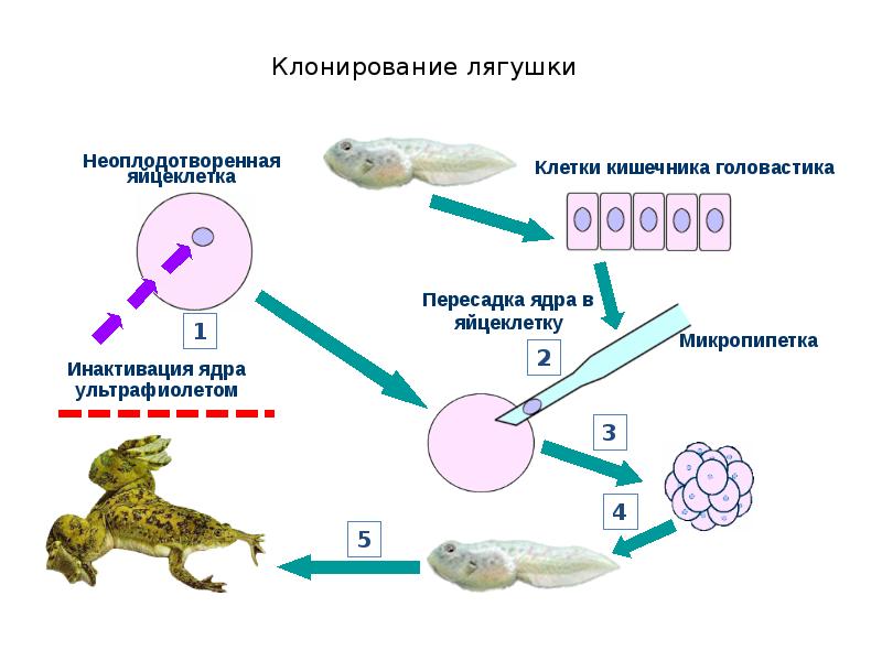 Яйцеклетка соматическая. Гердон клонирование лягушки. Эксперимент Дж Гердона. Шпорцевая лягушка клонирование. Клонирование лягушки схема.