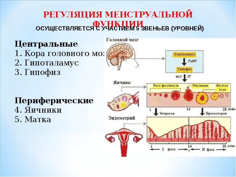 Схема регуляции репродуктивной функции женщины