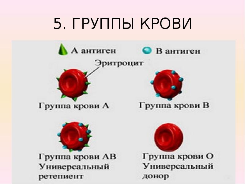 Группы крови человека презентация