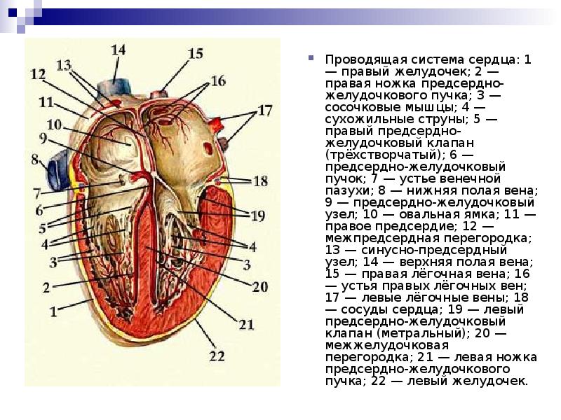 Жүректің өткізгіштік жүйесі презентация