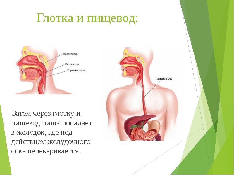 Пищевод картинка для детей