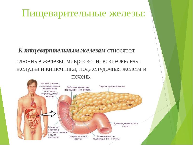 Органы пищеварительной системы картинки с подписями