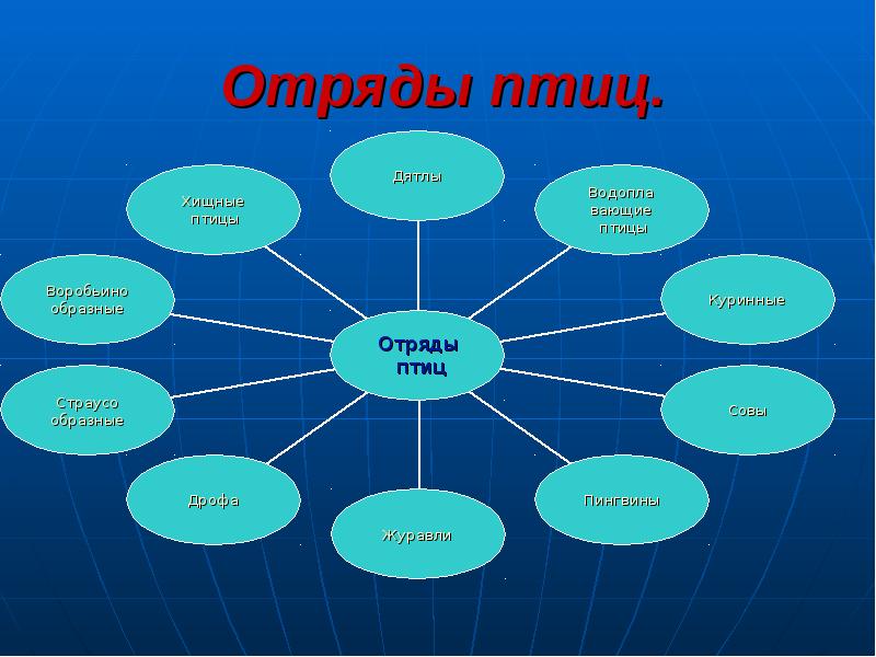 Отряды птиц схема