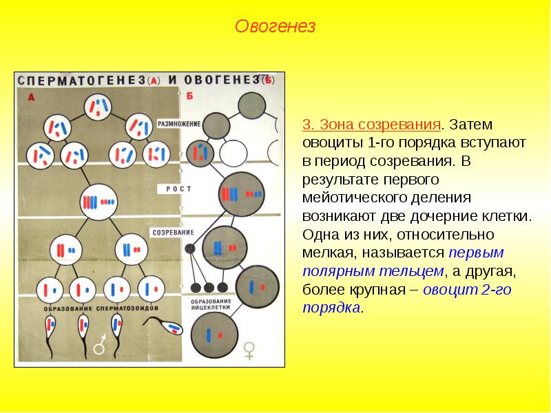 Схема образования половых клеток